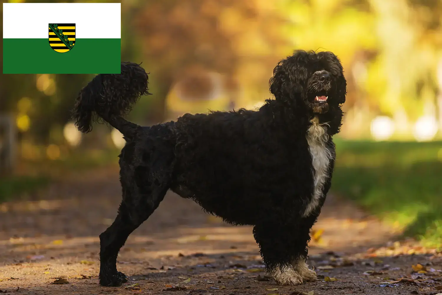 Cão de Agua português puppies and breeders Saxony Find here Cão de Agua português breeders in Saxony.