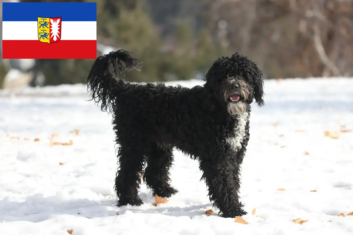 Cão de Agua português puppies and breeders Schleswig-Holstein Here you can find Cão de Agua português breeders in Schleswig-Holstein.