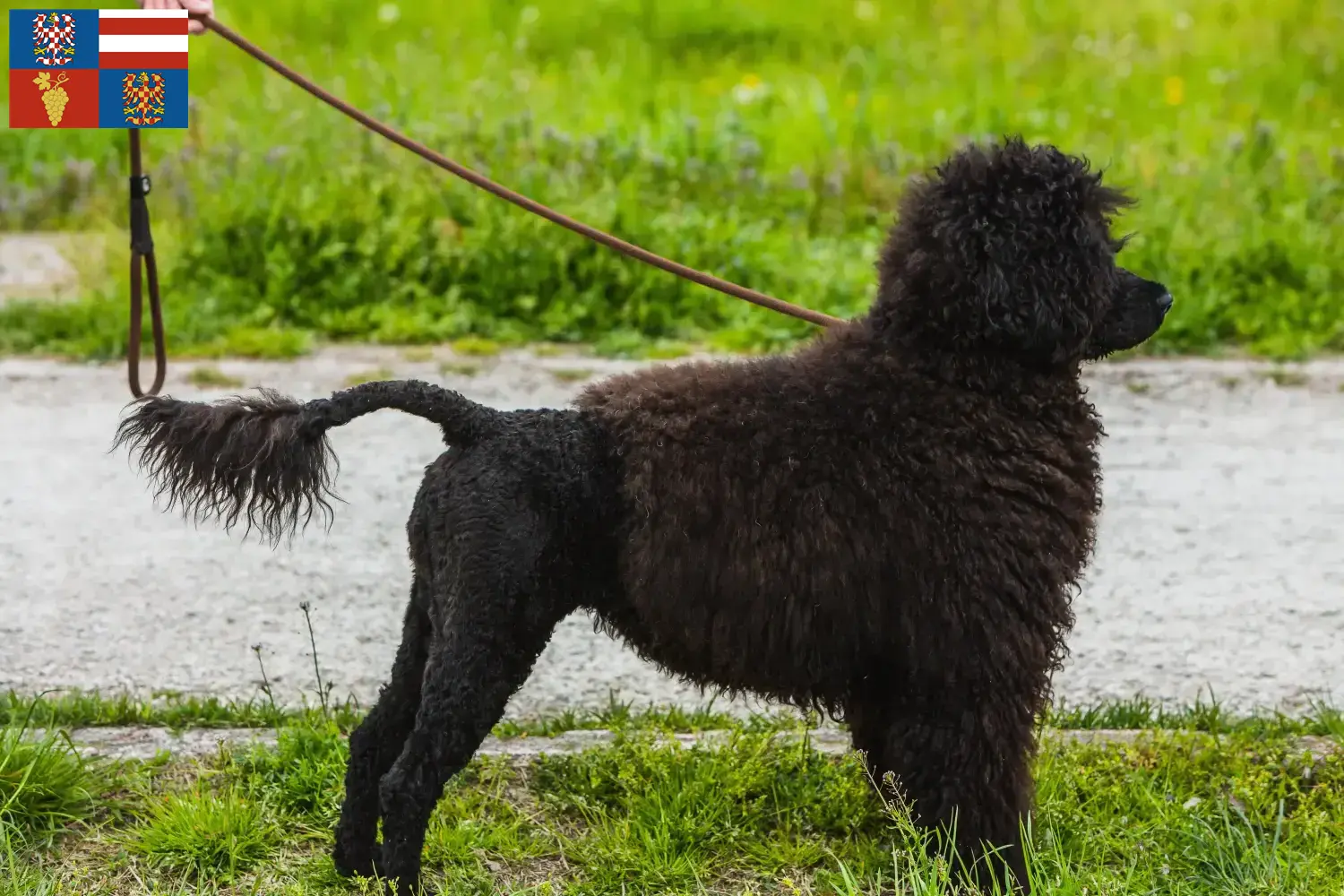 Cão de Agua português puppies and breeders South Moravia Find here Cão de Agua português breeders in South Moravia.