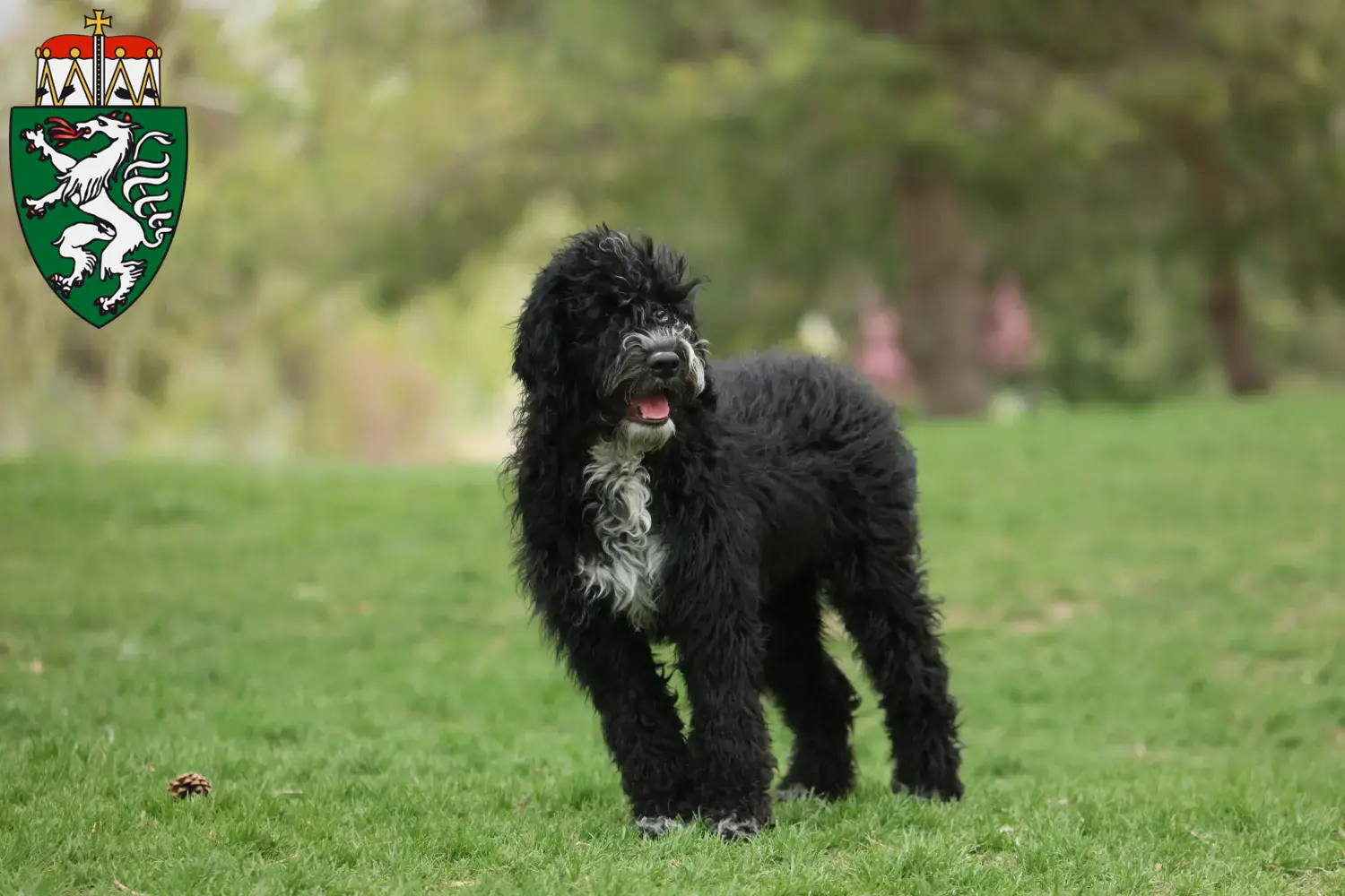 Cão de Agua português puppies and breeders Styria Here you can find Cão de Agua português breeders in Styria.