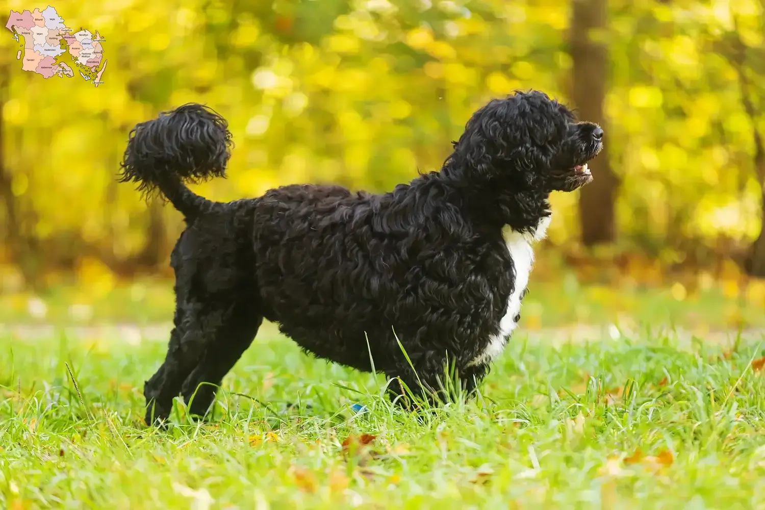Read more about the article Cão de Agua português breeders and puppies in Syddanmark
