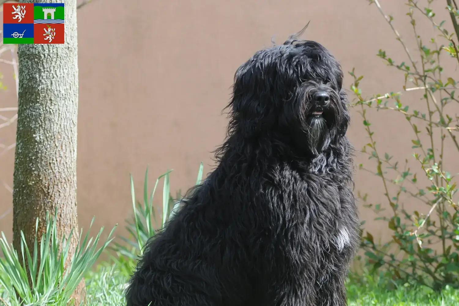 Cão de Agua português puppies and breeders Ústí Here you can find Cão de Agua português breeders in Ústí.