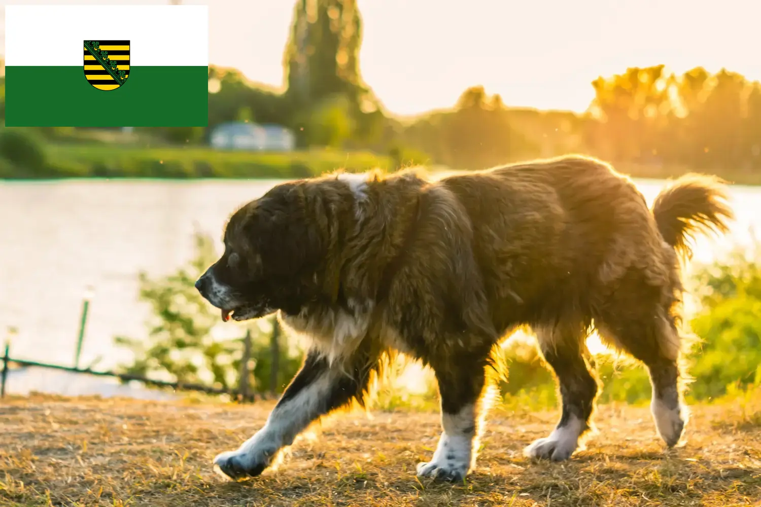 Caucasian Shepherd Dog Puppies and Breeder Saxony Here you can find Caucasian Shepherd Dog breeders in Saxony.