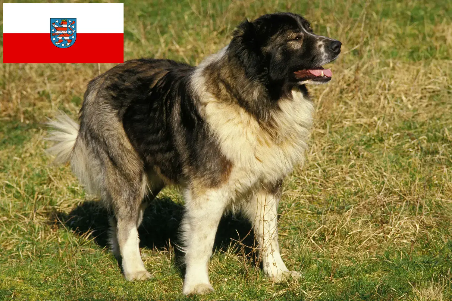 Read more about the article Caucasian Shepherd Dog Breeder and Puppies in Thuringia