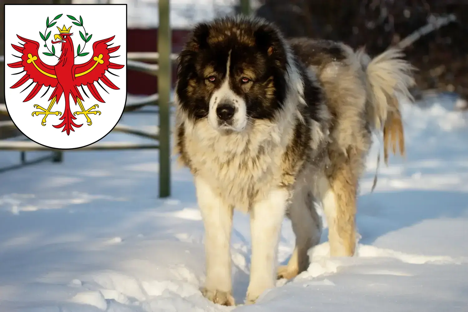 Read more about the article Caucasian Shepherd Dog Breeder and Puppies in Tyrol