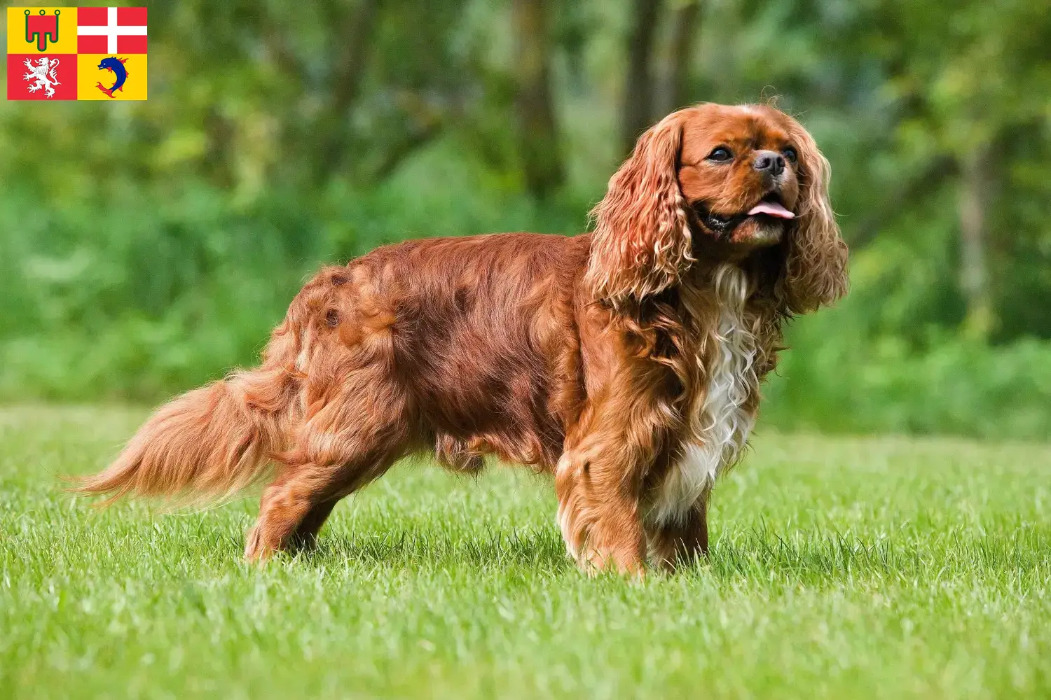 Cavalier King Charles Spaniel puppies and breeders Auvergne-Rhône-Alpes Find Cavalier King Charles Spaniels breeders in Auvergne-Rhône-Alpes.