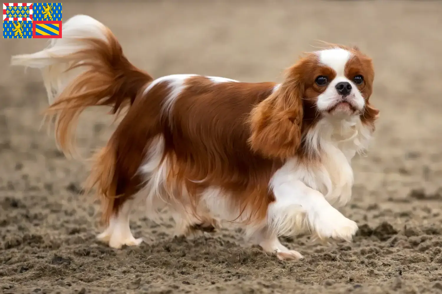 Cavalier King Charles Spaniel puppies and breeders Bourgogne-Franche-Comté Find Cavalier King Charles Spaniels breeders in Bourgogne-Franche-Comté.