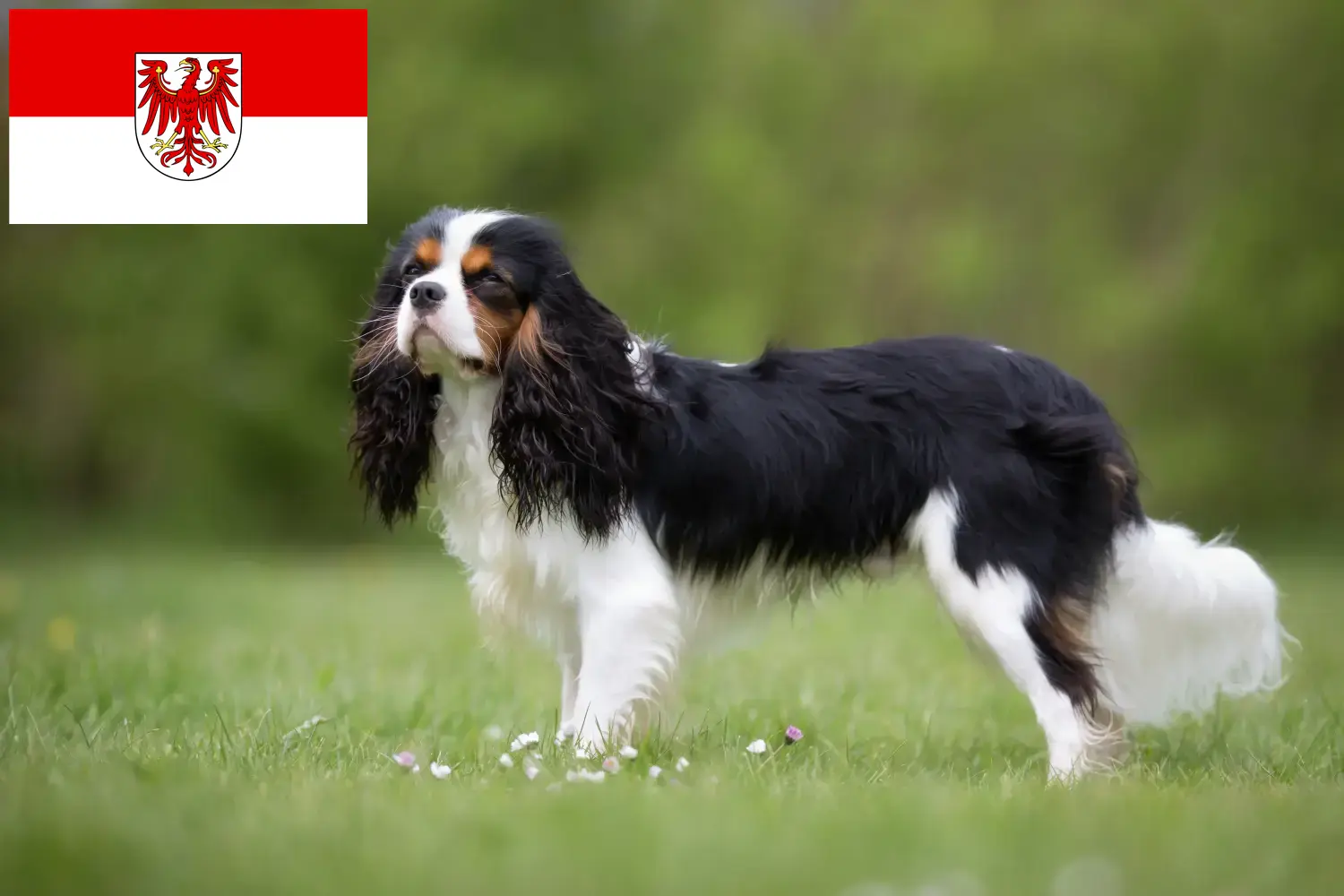 Cavalier King Charles Spaniel puppies and breeders Brandenburg Find Cavalier King Charles Spaniels breeders in Brandenburg.