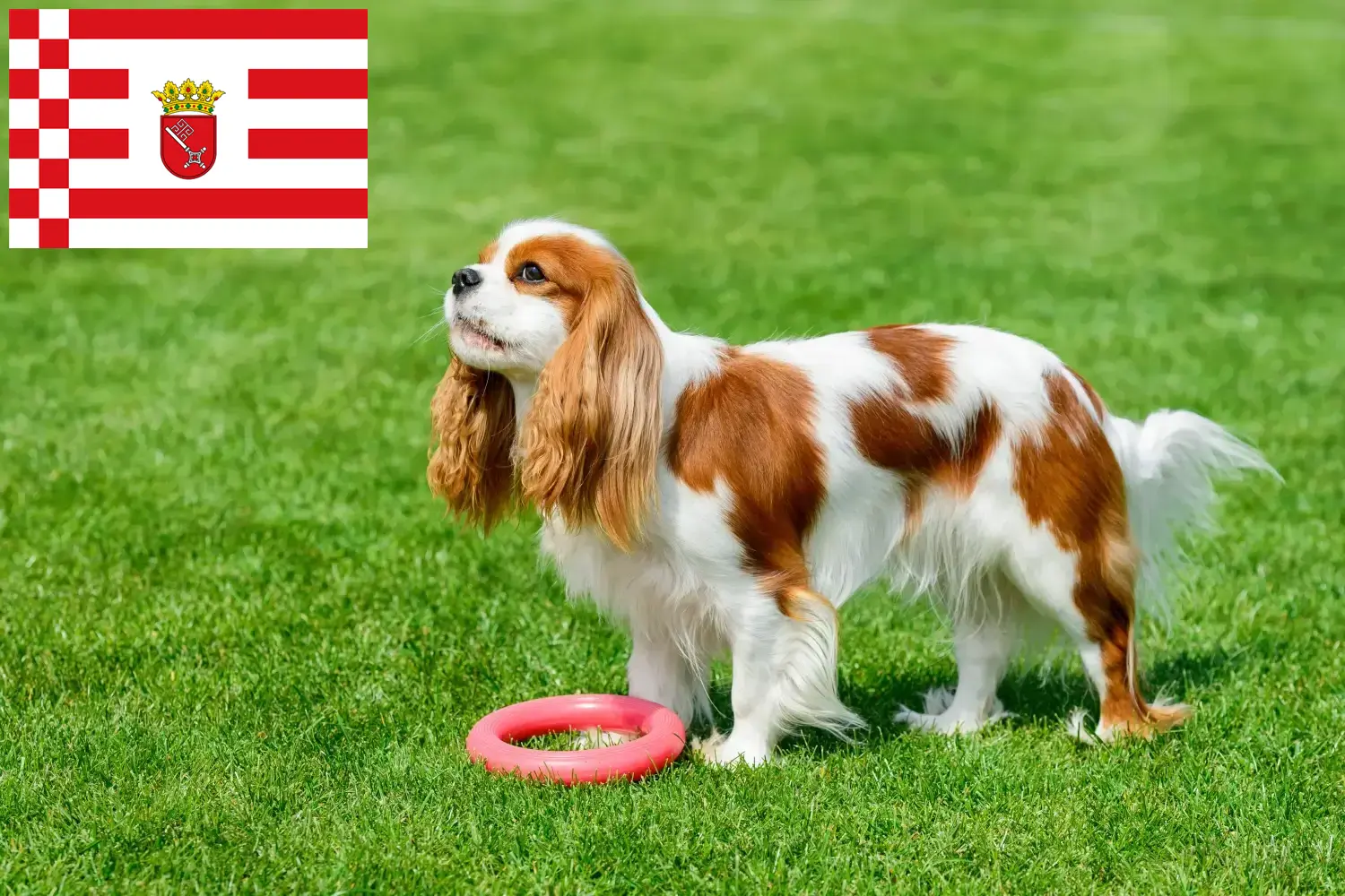 Cavalier King Charles Spaniel puppies and breeders Bremen Find Cavalier King Charles Spaniels breeders in Bremen here.