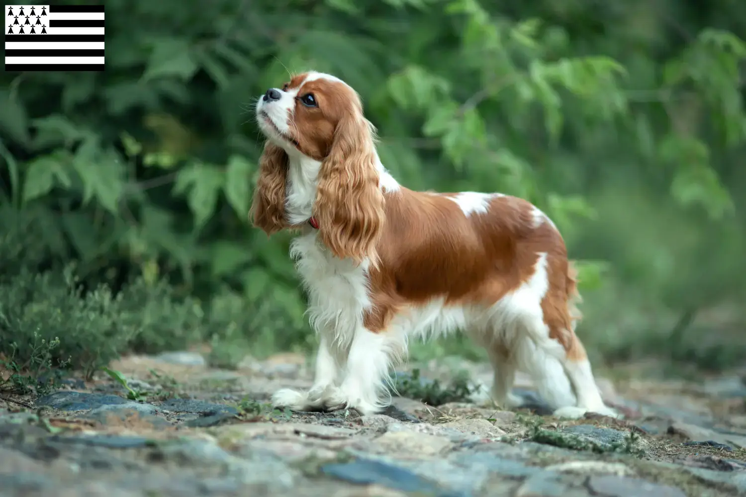 Cavalier King Charles Spaniel puppies and breeder Bretagne Find Cavalier King Charles Spaniels breeders in Brittany .