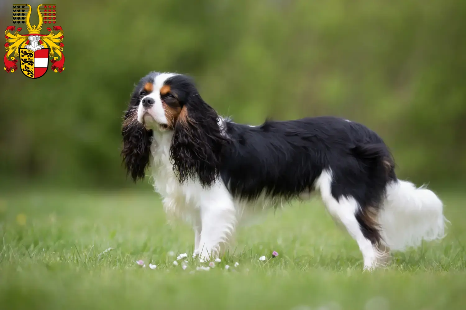 Cavalier King Charles Spaniel puppies and breeders Carinthia Find Cavalier King Charles Spaniels breeders in Carinthia.