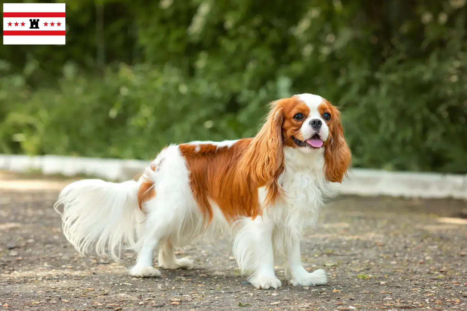 Cavalier King Charles Spaniel puppies and breeders Drenthe Find Cavalier King Charles Spaniels breeders in Drenthe.