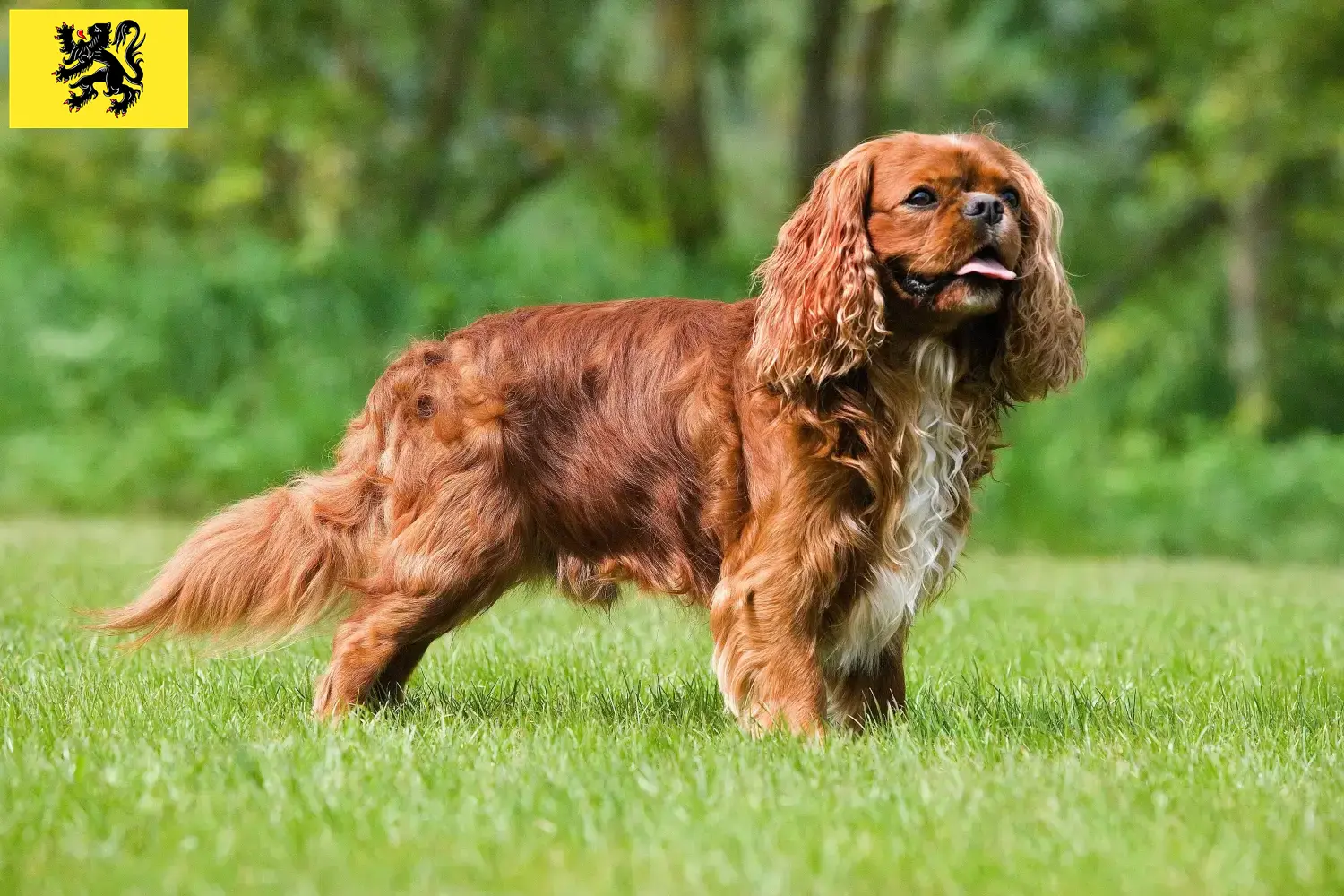 Read more about the article Cavalier King Charles Spaniel breeders and puppies in Flanders
