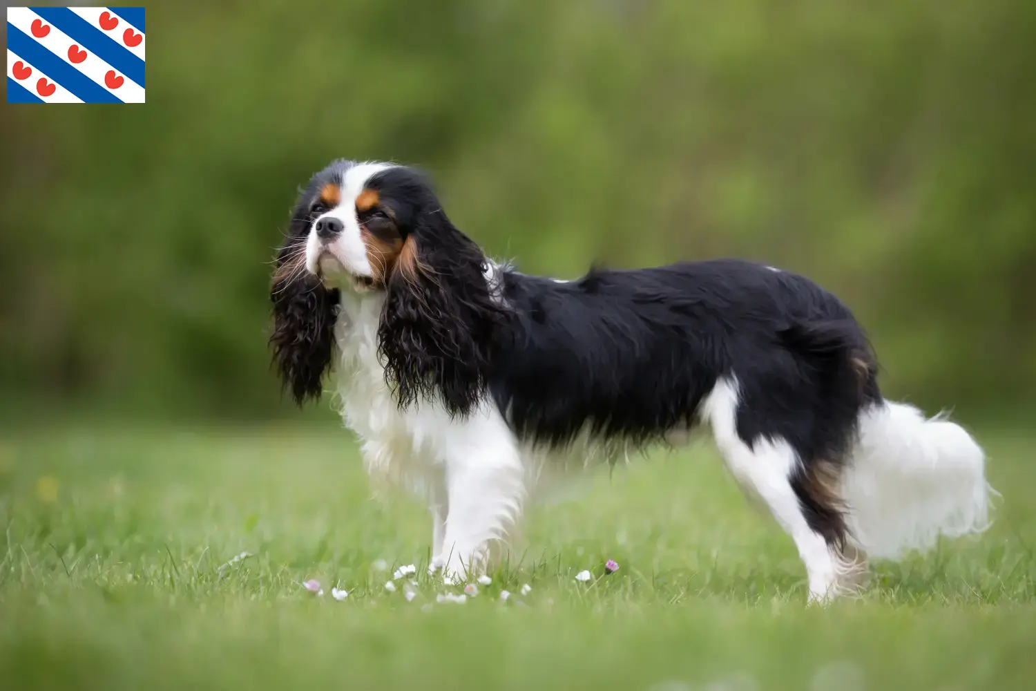 Cavalier King Charles Spaniel puppies and breeders Friesland Find Cavalier King Charles Spaniels breeders in Friesland.