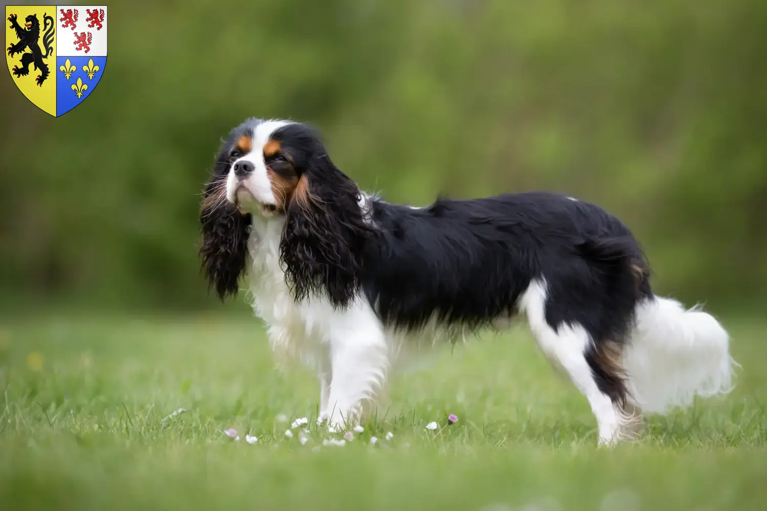 Cavalier King Charles Spaniel puppies and breeders Hauts-de-France Find Cavalier King Charles Spaniels breeders in Hauts-de-France.