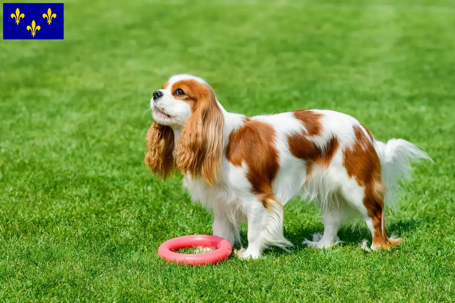 Read more about the article Cavalier King Charles Spaniel breeders and puppies in Île-de-France