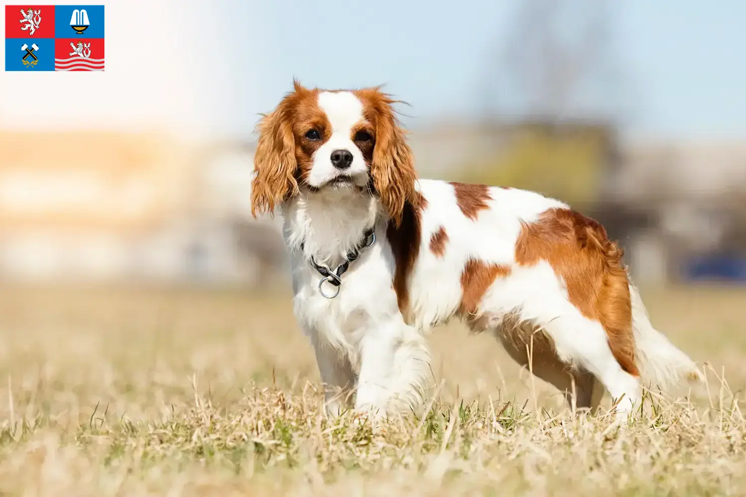 Cavalier King Charles Spaniel puppies and breeder Karlsbad Find Cavalier King Charles Spaniels breeders in Karlsbad here.
