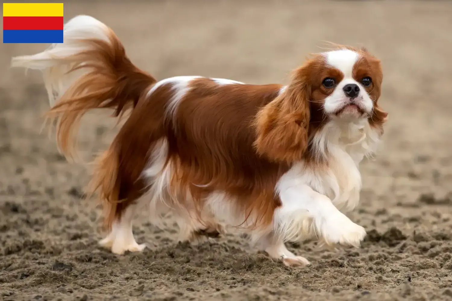 Cavalier King Charles Spaniel puppies and breeders North Holland Find Cavalier King Charles Spaniels breeders in North Holland.