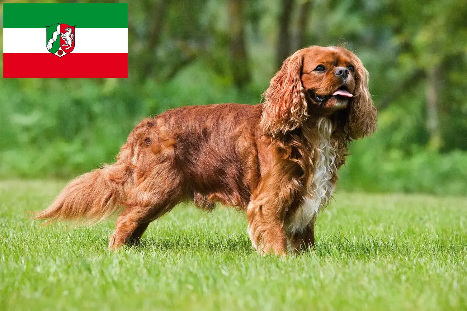 Cavalier King Charles Spaniel puppies and breeders North Rhine-Westphalia Find Cavalier King Charles Spaniels breeders in North Rhine-Westphalia.
