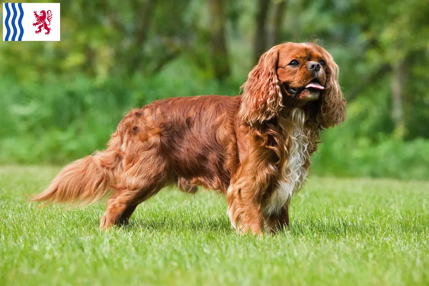 Cavalier King Charles Spaniel puppies and breeder Nouvelle-Aquitaine Find Cavalier King Charles Spaniels breeders in Nouvelle-Aquitaine.