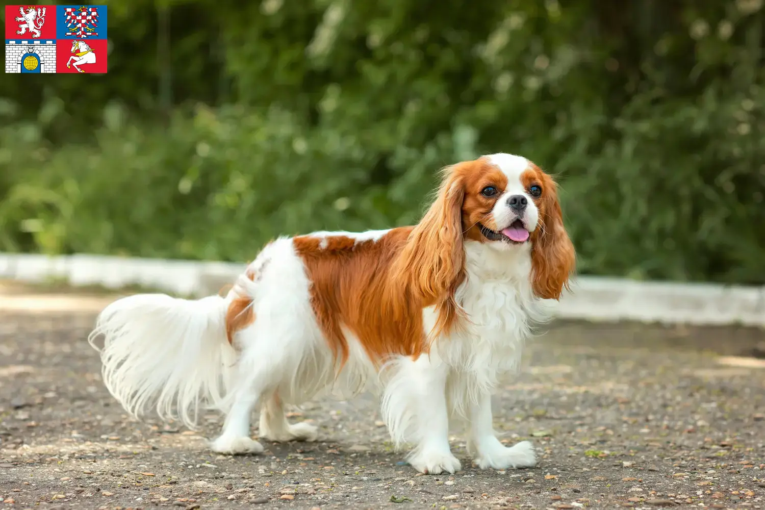 Cavalier King Charles Spaniel puppies and breeder Pardubice Find Cavalier King Charles Spaniels breeders in Pardubice.