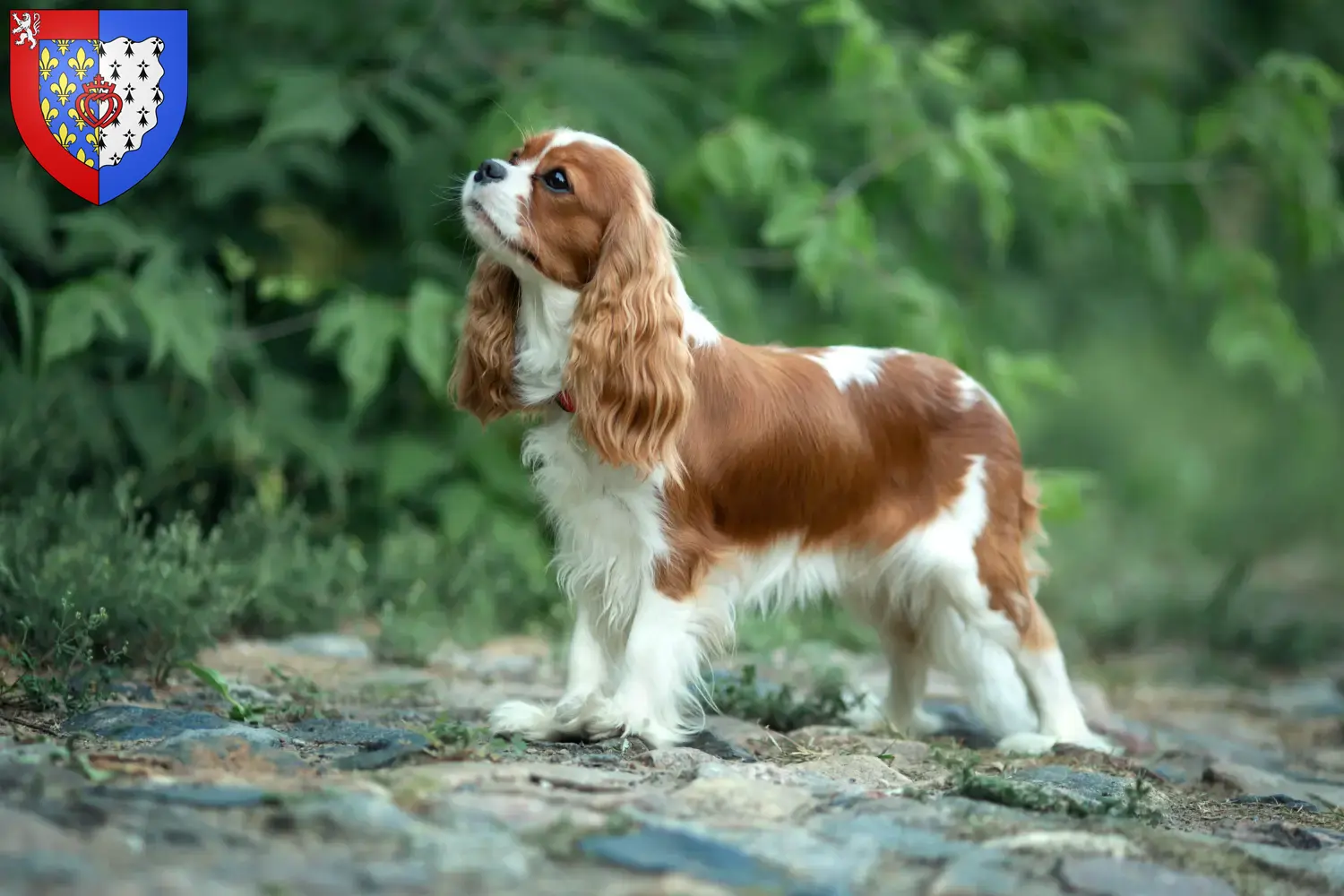 Cavalier King Charles Spaniel puppies and breeders Pays de la Loire Find Cavalier King Charles Spaniels breeders in Pays de la Loire.