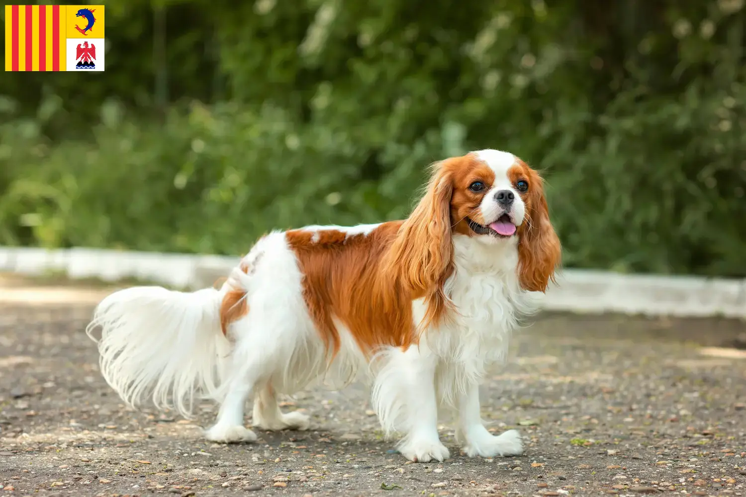 Cavalier King Charles Spaniel puppies and breeders Provence-Alpes-Côte d'Azur Find Cavalier King Charles Spaniels breeders in Provence-Alpes-Côte d'Azur.