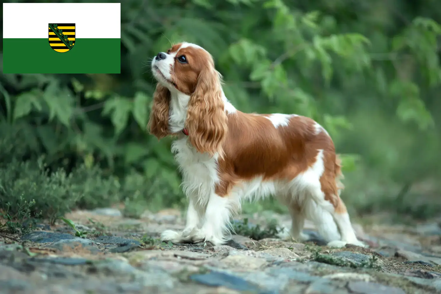 Cavalier King Charles Spaniel puppies and breeder Saxony Find Cavalier King Charles Spaniels breeders in Saxony.