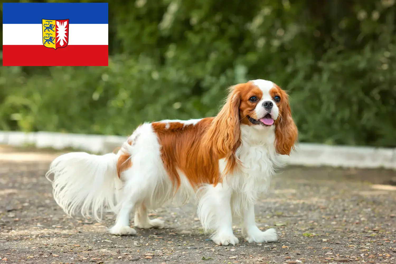 Cavalier King Charles Spaniel puppies and breeders Schleswig-Holstein Find Cavalier King Charles Spaniels breeders in Schleswig-Holstein.