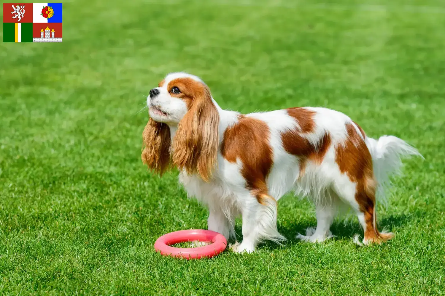 Cavalier King Charles Spaniel puppies and breeders South Bohemia Find Cavalier King Charles Spaniels breeders in South Bohemia.