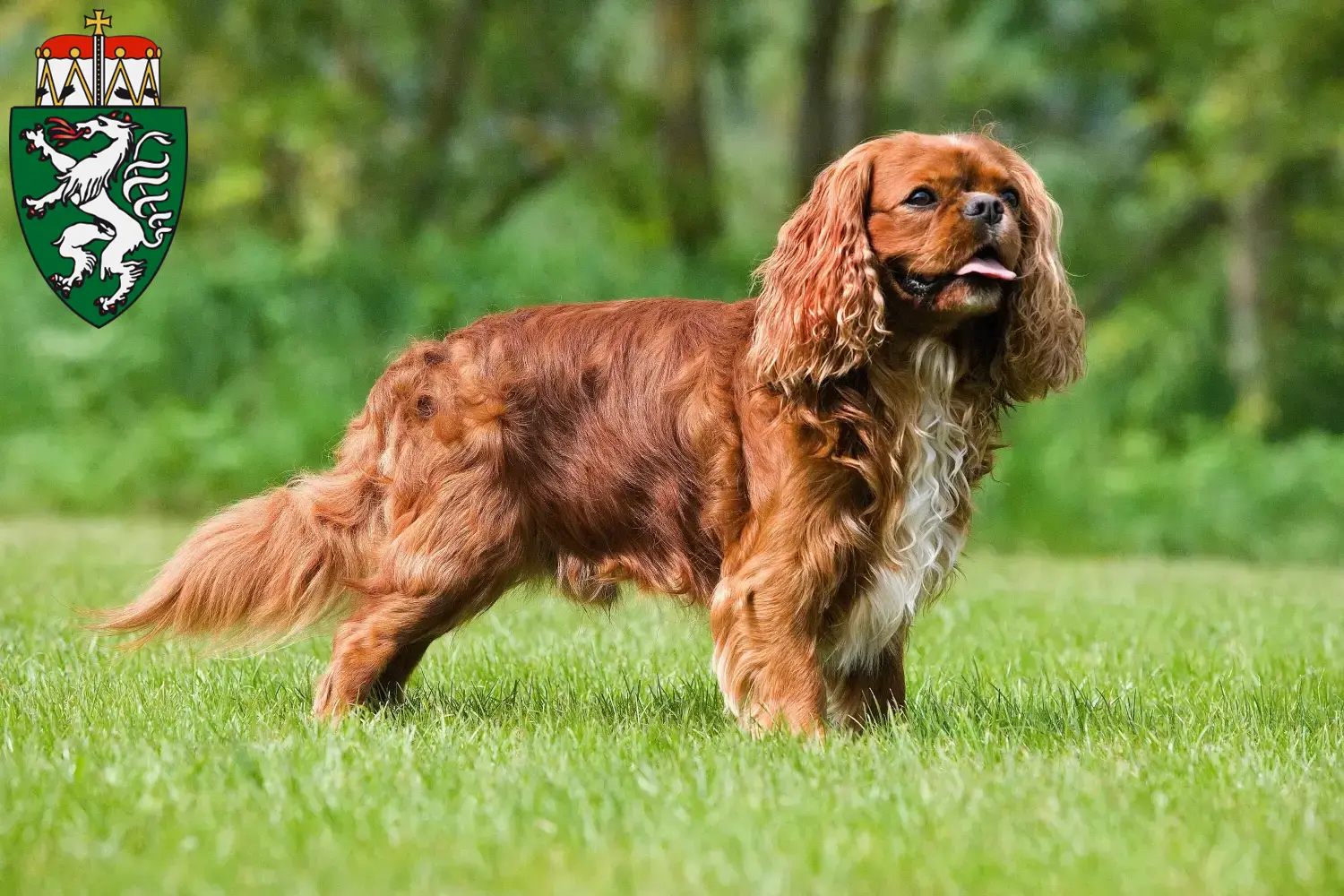 Cavalier King Charles Spaniel puppies and breeders Styria Here you can find Cavalier King Charles Spaniels breeders in Styria.