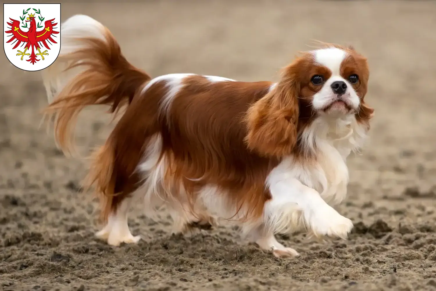 Cavalier King Charles Spaniel puppies and breeders Tyrol Find Cavalier King Charles Spaniels breeders in Tyrol.