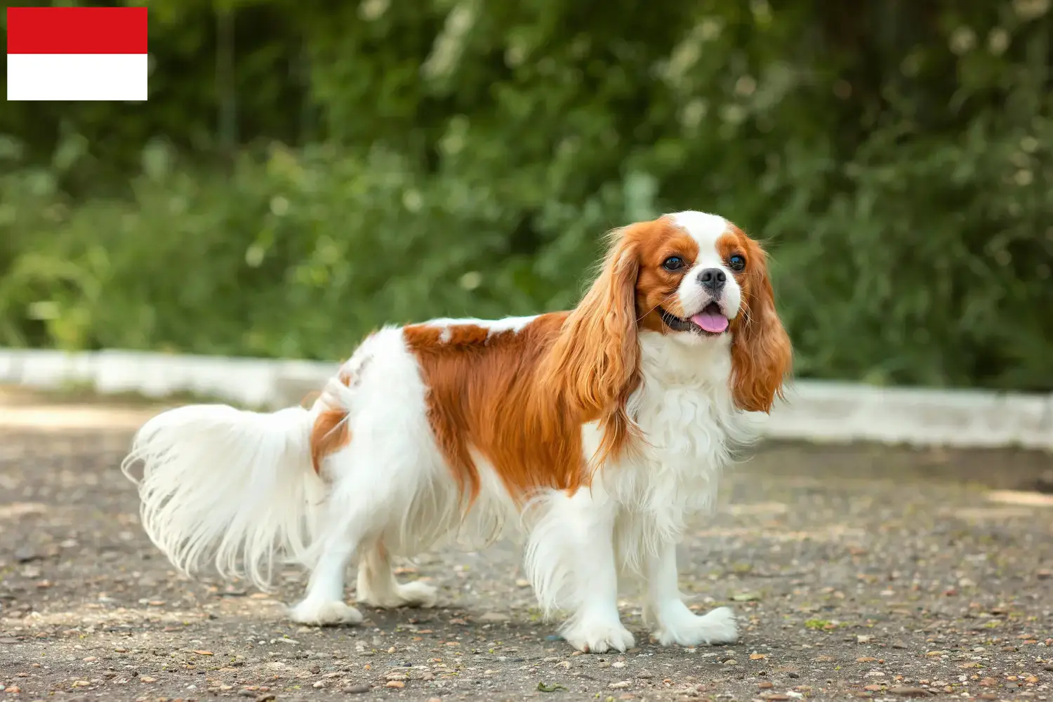Cavalier King Charles Spaniel puppies and breeders Vienna Find Cavalier King Charles Spaniels breeders in Vienna.
