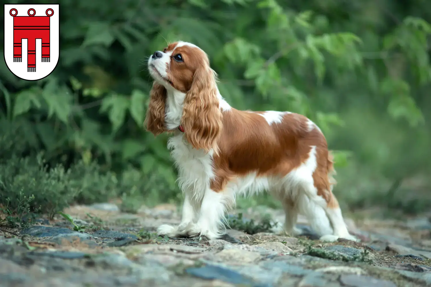 Cavalier King Charles Spaniel puppies and breeders Vorarlberg Find Cavalier King Charles Spaniels breeders in Vorarlberg.