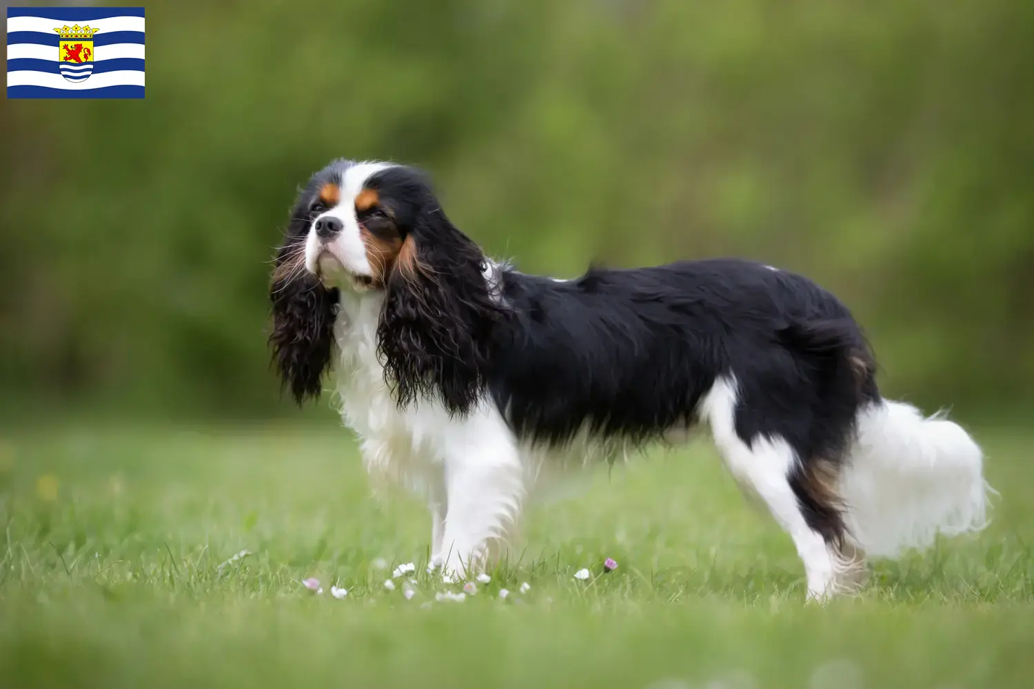 Cavalier King Charles Spaniel puppies and breeder Zeeland Find Cavalier King Charles Spaniels breeders in Zeeland.