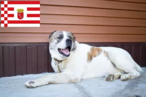 Read more about the article Central Asian Shepherd Dog Breeder and Puppies in Bremen