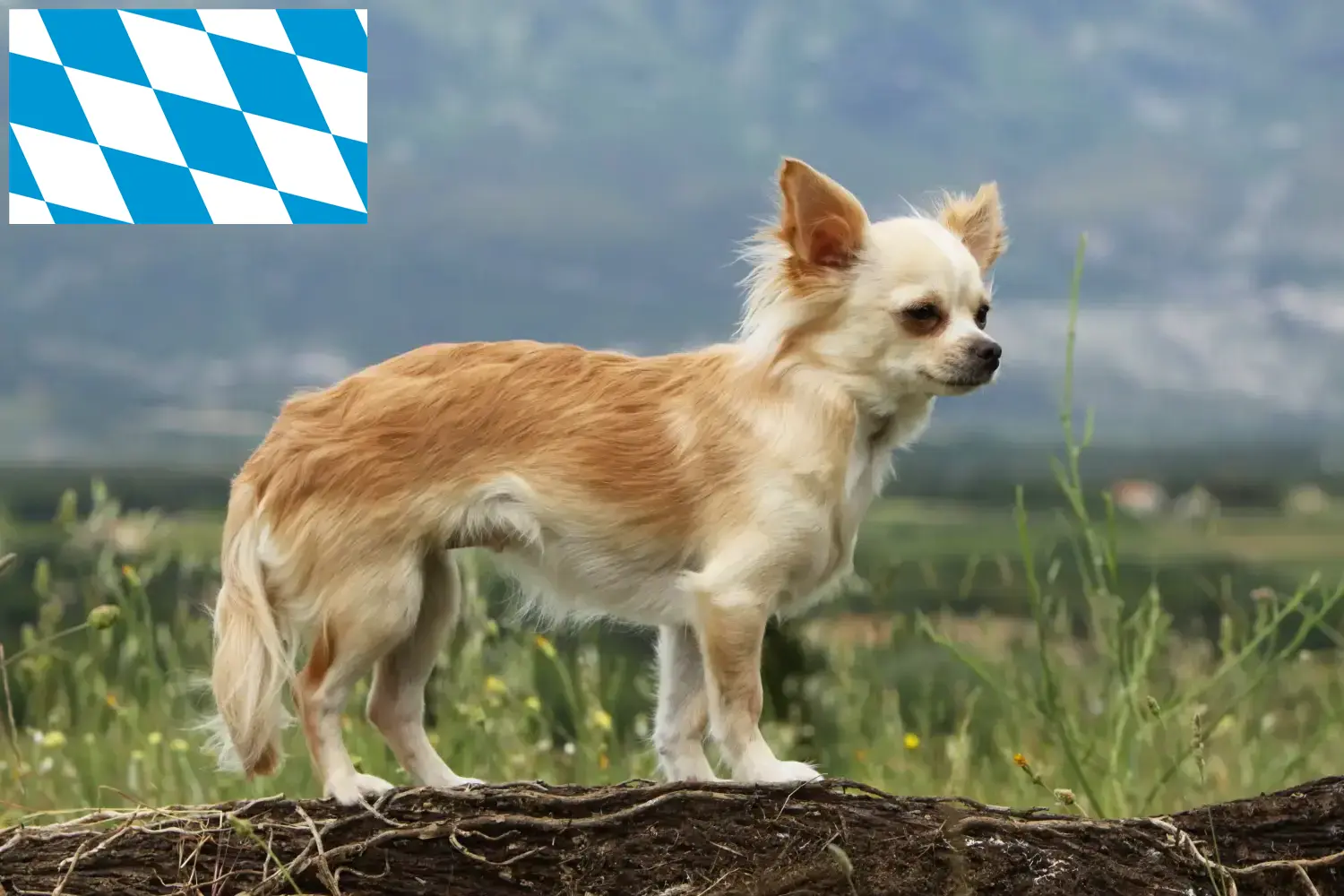 Chihuahua puppies and breeders Bavaria Here you can find Chihuahua breeders in Bavaria.