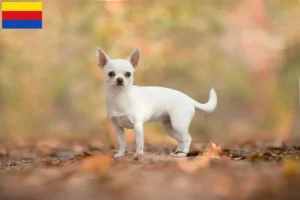 Read more about the article Chihuahua breeders and puppies in North Holland