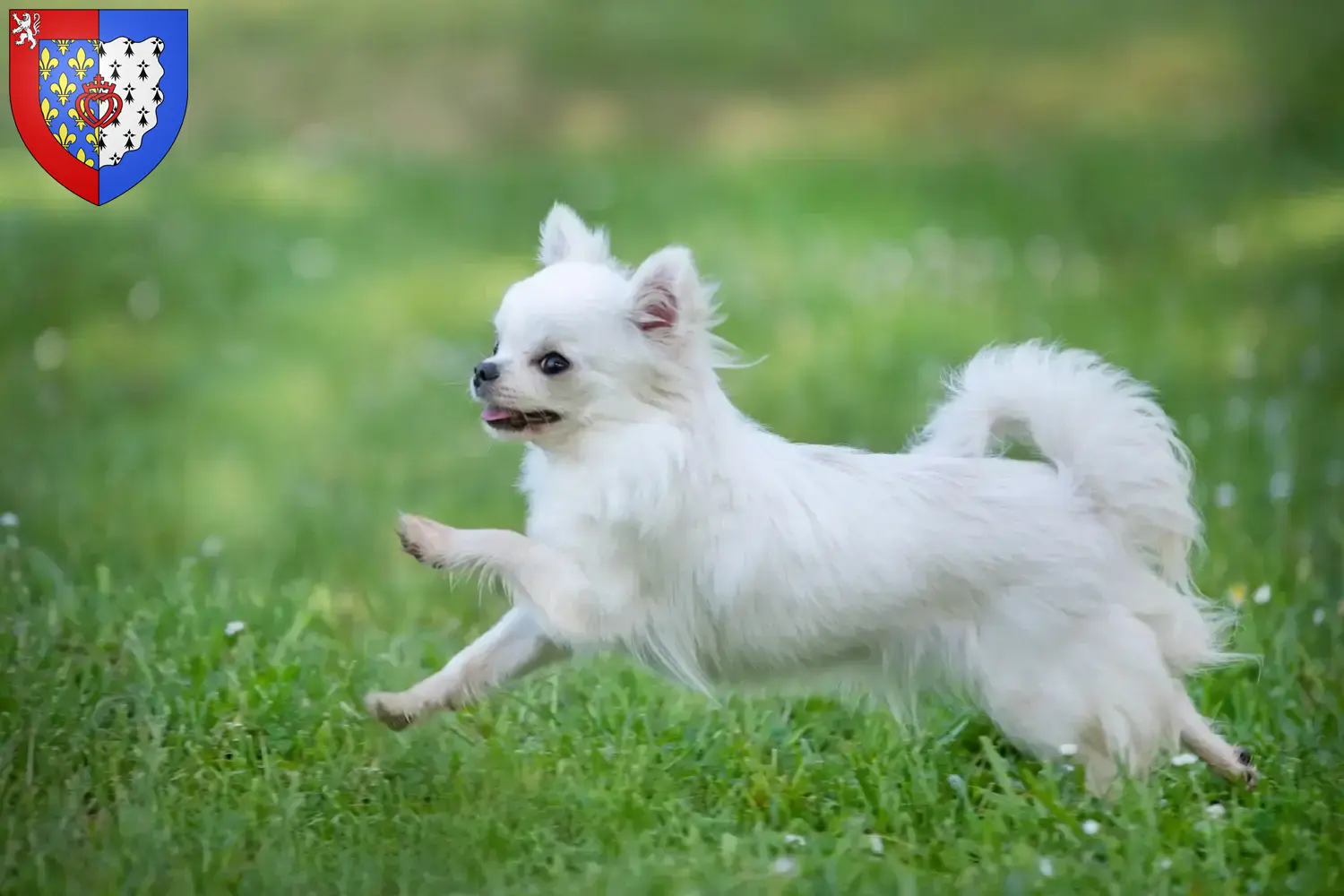 Chihuahua puppies and breeders Pays de la Loire Find Chihuahua breeders in Pays de la Loire.