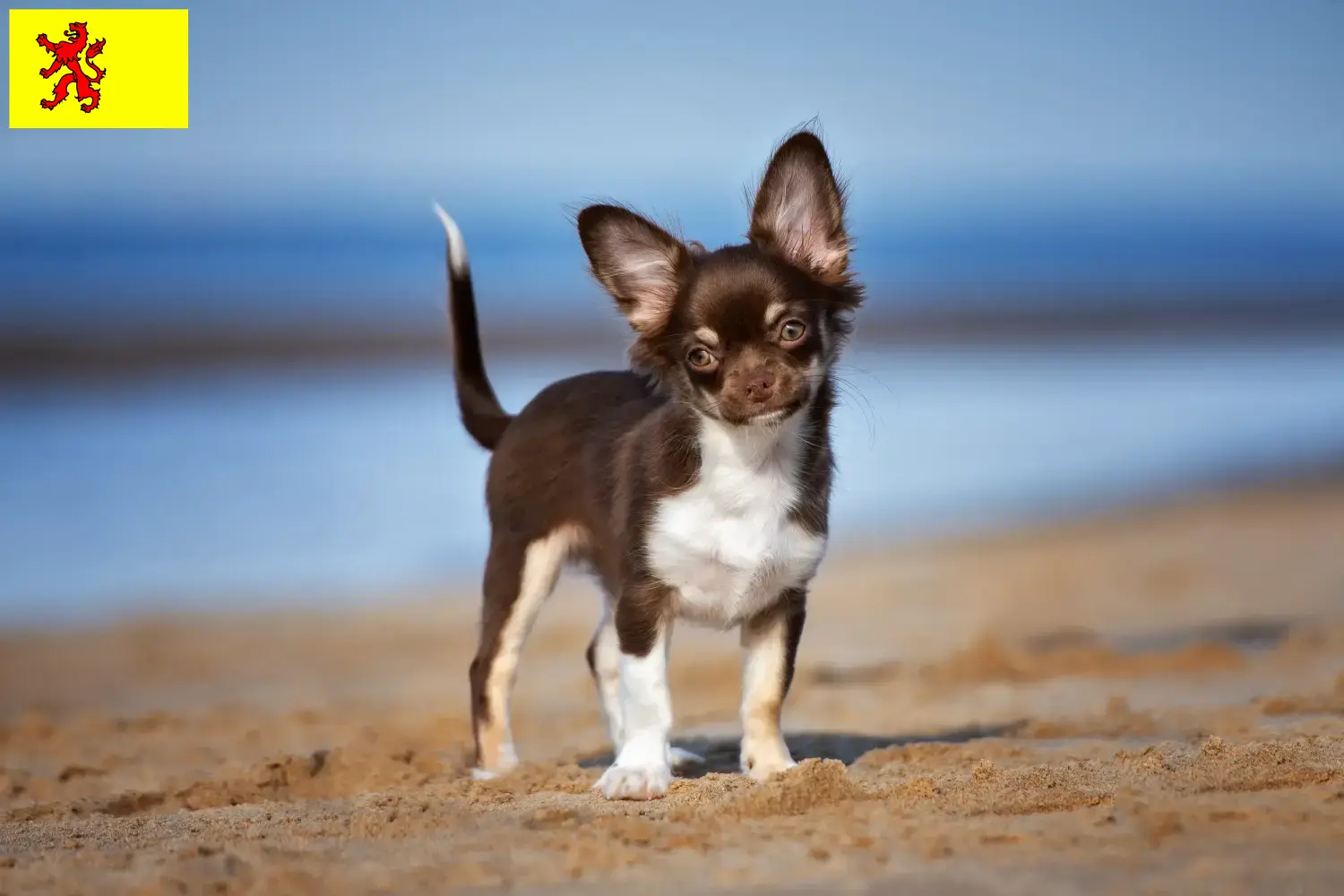 Chihuahua puppies and breeders South Holland Find Chihuahua breeders in South Holland.