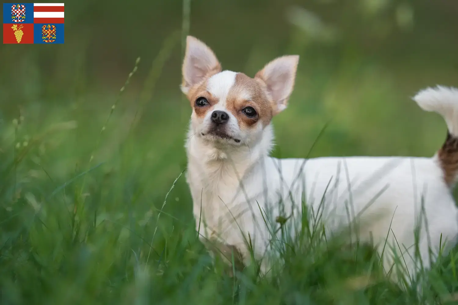 Read more about the article Chihuahua breeders and puppies in South Moravia
