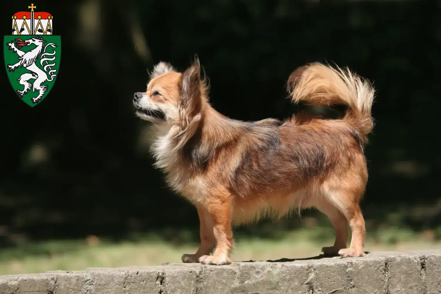 Chihuahua puppies and breeders Styria Here you can find Chihuahua breeders in Styria.