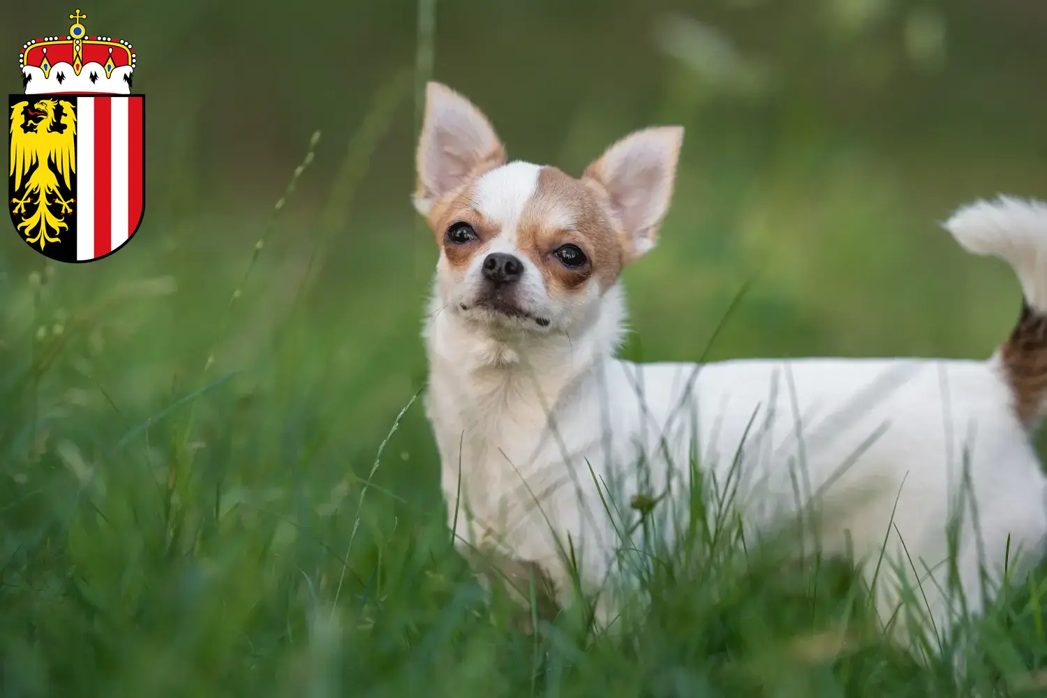 Chihuahua puppies and breeders Upper Austria Here you can find Chihuahua breeders in Upper Austria.
