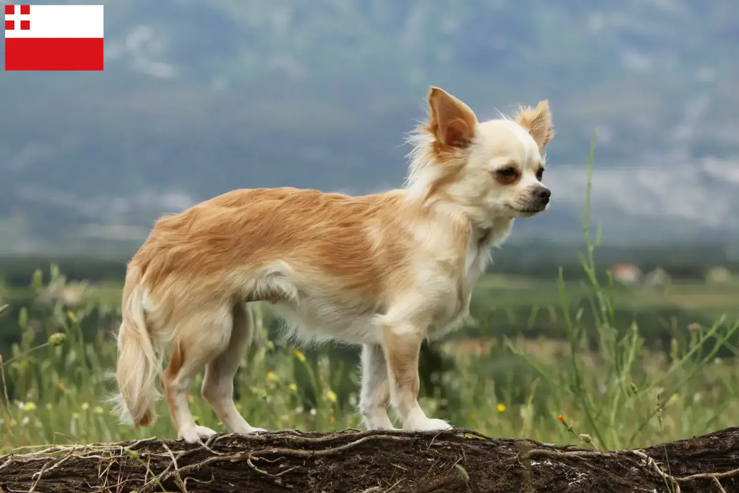 Chihuahua puppies and breeders Utrecht Find Chihuahua breeders in Utrecht.