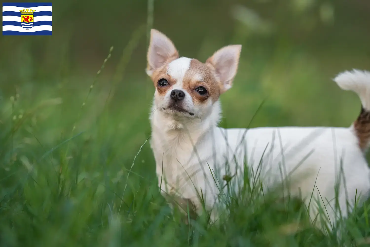 Chihuahua puppies and breeders Zeeland Find Chihuahua breeders in Zeeland.