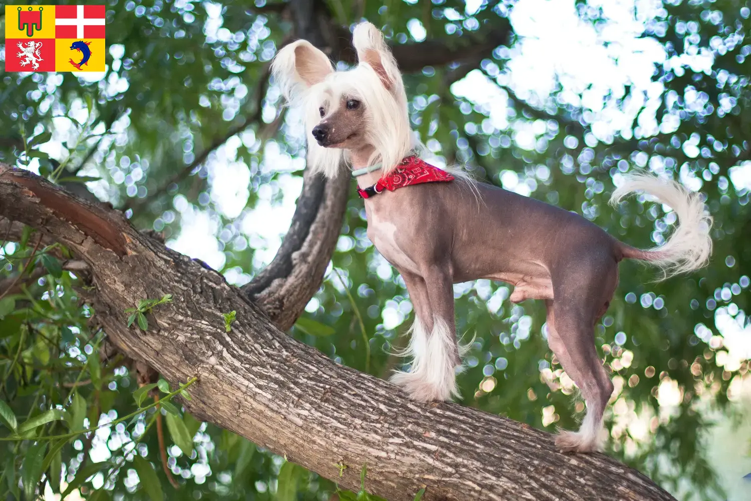 Chinese Crested Dog puppies and breeders Auvergne-Rhône-Alpes Find Chinese Crested Dogs breeders in Auvergne-Rhône-Alpes.