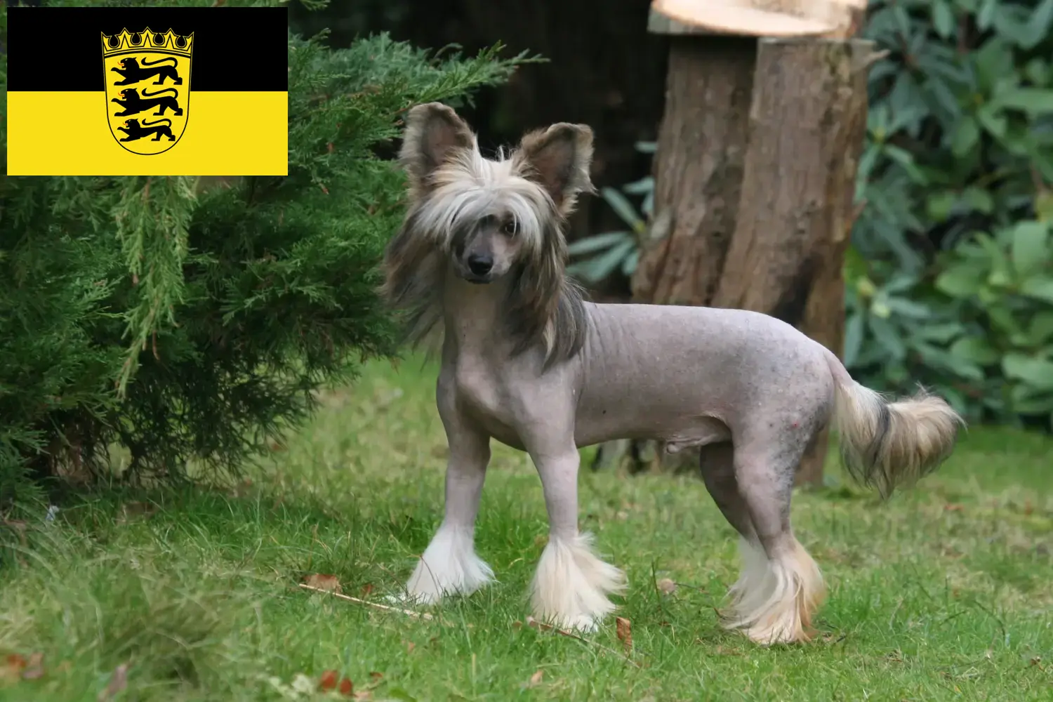 Chinese Crested Dog puppies and breeders Baden-Württemberg Here you can find Chinese Crested Dogs breeders in Baden-Württemberg.