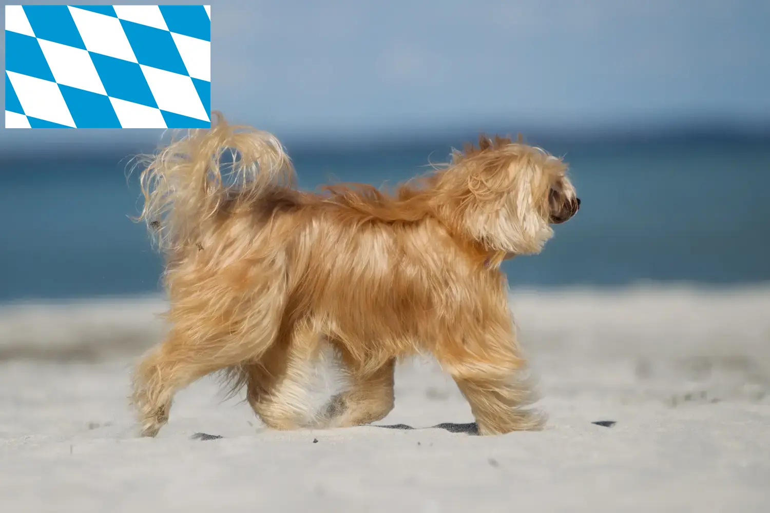 Chinese Crested Dog puppies and breeders Bavaria Here you can find Chinese Crested Dogs breeders in Bavaria.