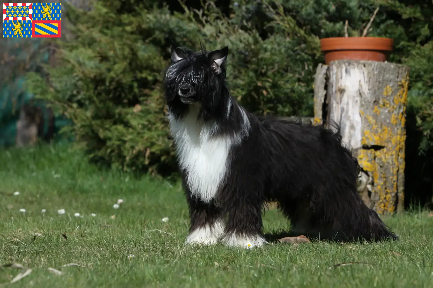 Chinese Crested Dog puppies and breeders Bourgogne-Franche-Comté Find Chinese Crested Dogs breeders in Bourgogne-Franche-Comté.
