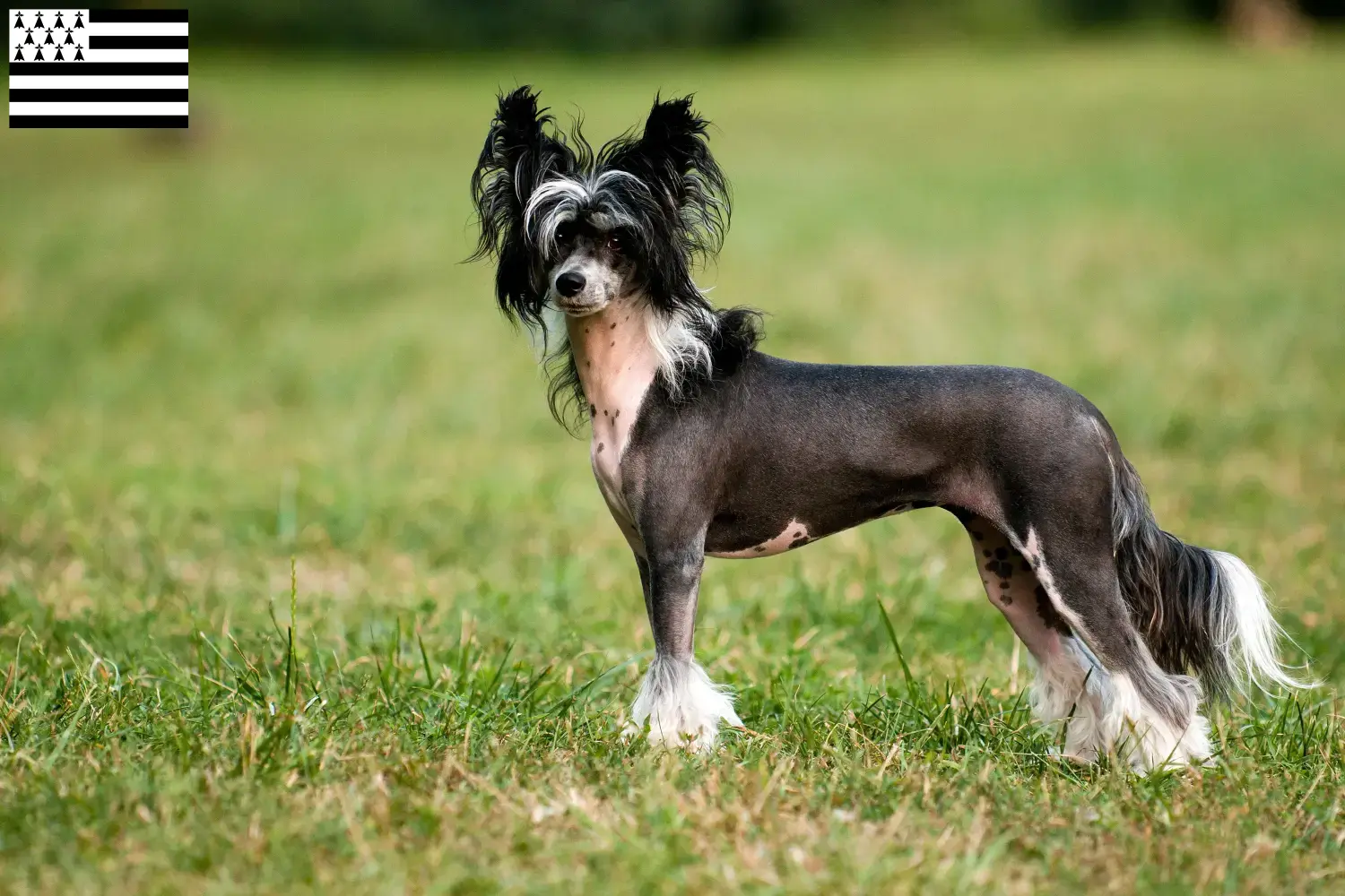 Chinese Crested Dog puppies and breeder Bretagne Find Chinese Crested Dogs breeders in Brittany .